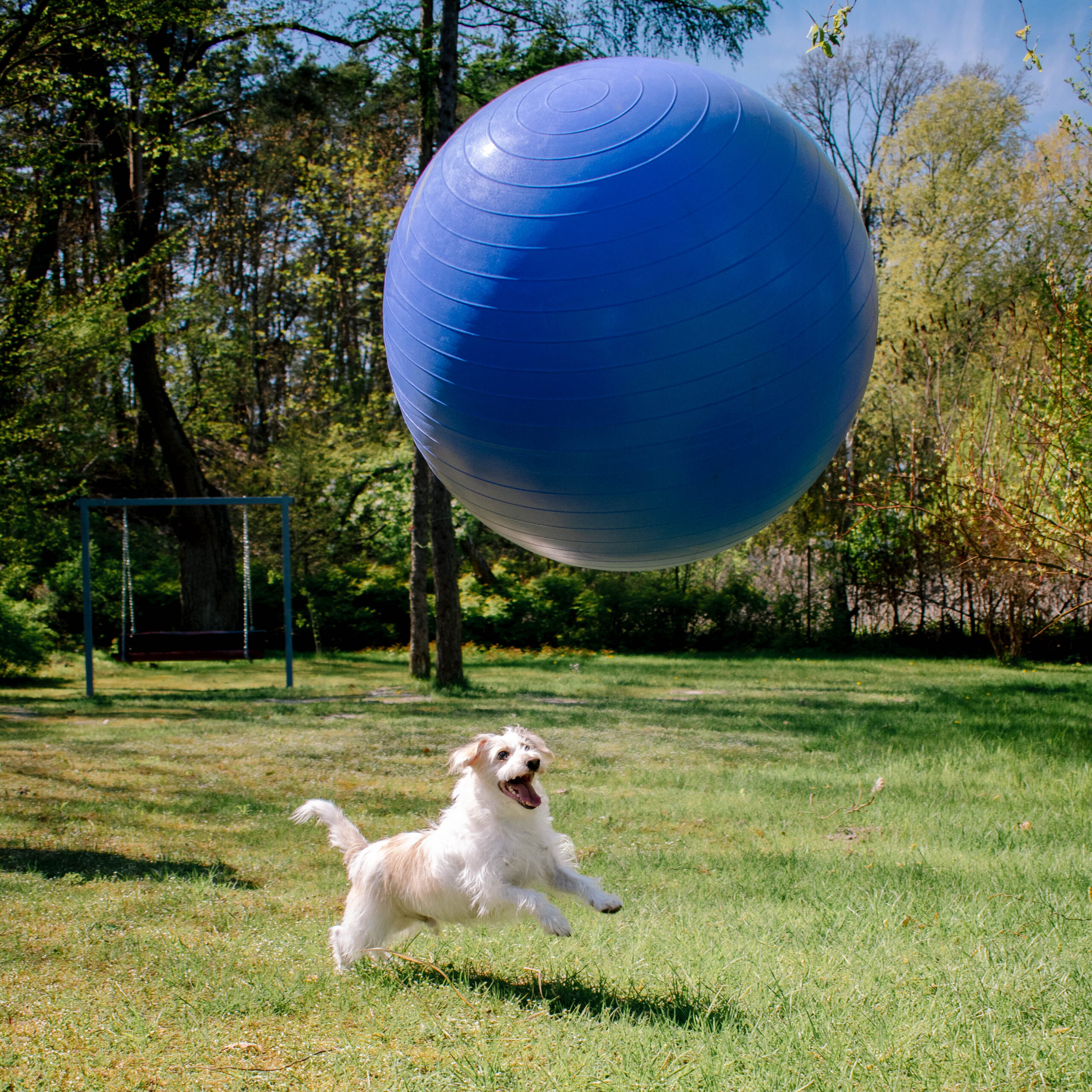 Pies biegnący za piłką