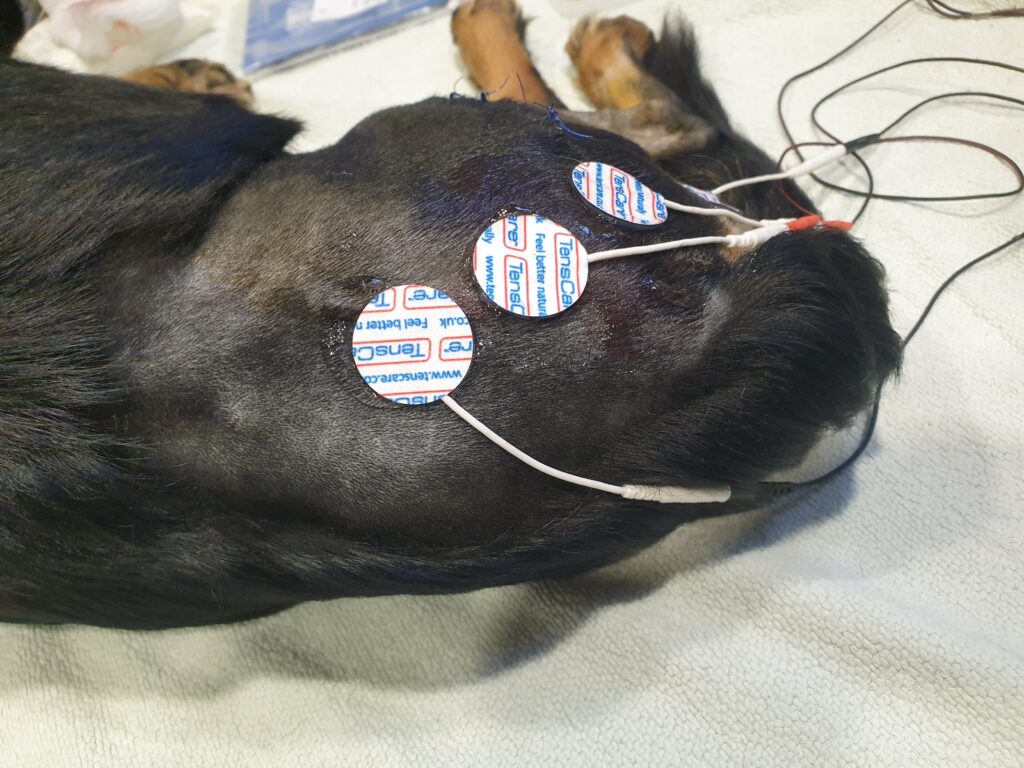 elektroterapia, rehabilitacja zwierząt