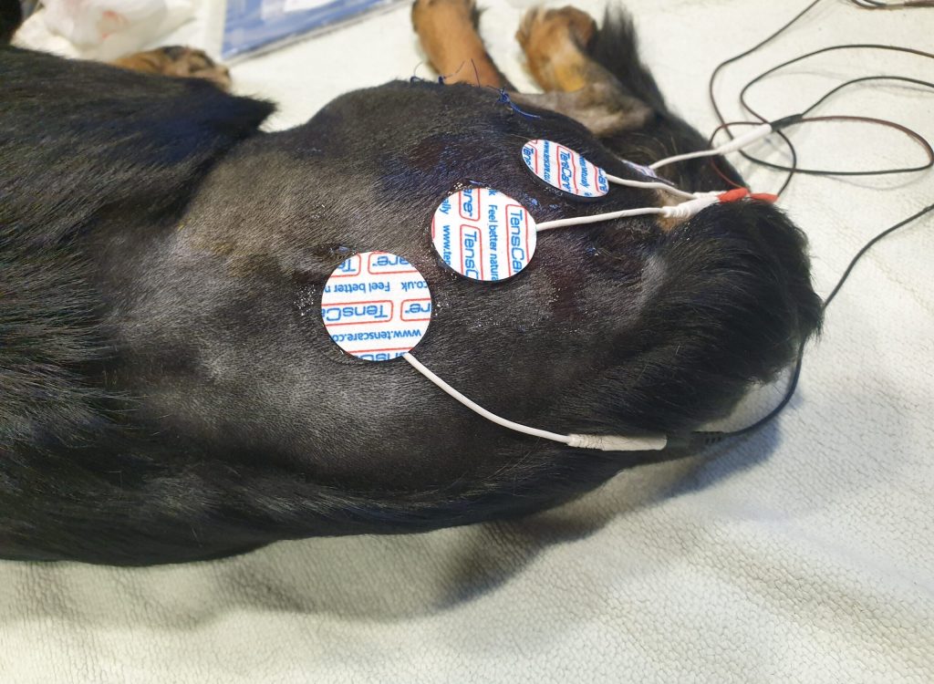elektroterapia, rehabilitacja zwierząt