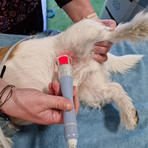 laseroterapia dla zwierząt